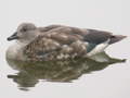 Blue-winged Goose